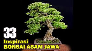 Meliuk Liuk Belajar Membentuk Bahan Bonsai Asam Jawa Ekstrim Belah Pelintir Liukan Youtube