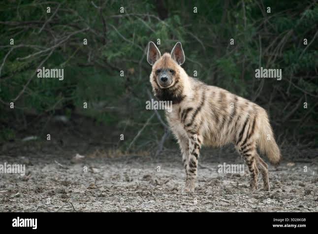 Striped hyena india hi-res stock photography and images - Alamy