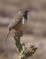 We did not find results for: List Of Birds Of Arizona Wikipedia