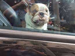 Rescuing an english bulldog means you know the extent of their health problems too. Police Rescue Bulldog From Hot Car In New Jersey While The Owner Shopped Abc News