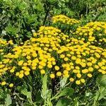 Image result for Pentzia incana