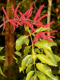 Image result for Loranthaceae