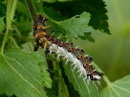 Image result for Polygonia c-album