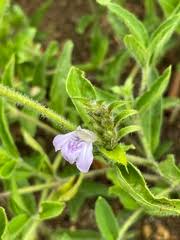 Image result for Justicia anagalloides