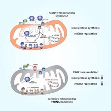In this case, the sequence contains the gene to make the protein insulin. Pink1 Inhibits Local Protein Synthesis To Limit Transmission Of Deleterious Mitochondrial Dna Mutations Sciencedirect