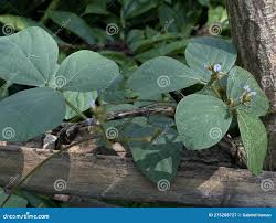 Image result for Calopogonium mucunoides