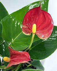 Sierra Anthurium Plant Easy To Grow Blooming House Plant 4 Pot Great Gift Check This Awesome Product Anthurium Plant Flowering House Plants House Plants