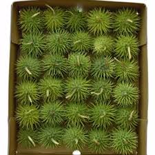 Image result for Cucumis hirsutus