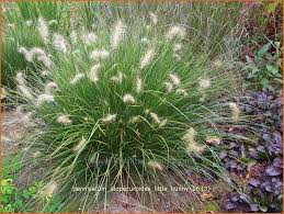 This annual grass produces deep pink flowers that resemble rabbits' tails. Lampenputzergras Pennisetum Alopecuroides Little Bunny Pinselborstengras Kaufen Bestellen Staudenonline De