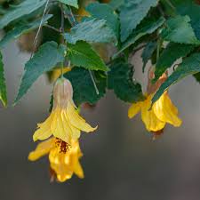 Image result for Abutilon grantii