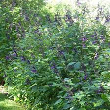 Amistad Salvia | Long-Blooming Friendship Sage