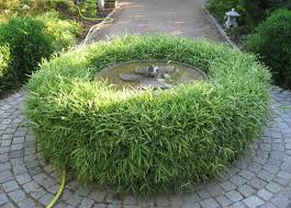 Image result for Pleioblastus fortunei