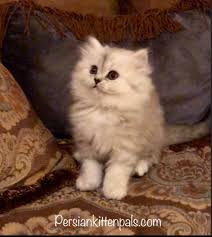 Beautiful female persian mix midnight is for adoption for a family with no other cats. Persian Kittens For Adoption In Texas