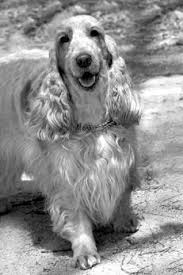 У него также слегка перепончатые ноги. Anglijskij Springer Spaniel Spanieli