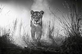 2.23 mb, was updated 2017/04/07 requirements:android: Lion 4k Black And White Hd Animals 4k Wallpapers Images Backgrounds Photos And Pictures