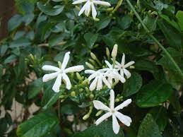 Jasmine can be either deciduous (leaves falling in. Jasminum Grandiflora Or Jasmine Climber 80 100cm Buy Online Green Souq Uae