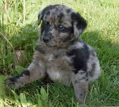 Miniature Australian Shepherd Black And Brown Awwwhh Australian Shepard And Lab Mix So Cute Its My Little Johnny Cash Lab Mix Puppies Australian Shepherd Australian Shepherd Mix