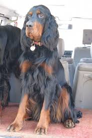 Birniehill gordon setters were founded on the birth of my first litter on 27 june 2010. Gordon Setter Puppies For Sale Uk The Y Guide