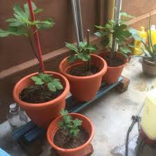 Mula kita cari pasu yang agak besar. Belajar Cara Tanam Pokok Tin Baja Twin Fertillizer Facebook