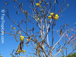 Image result for Handroanthus chrysotrichus