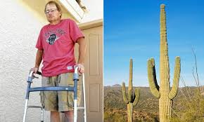 This means that it can store water in its stems, roots, and leaves. William Mason Crushed By Falling 16ft Cactus Recovering After Near Death But Still Hundreds Of Needles Later Daily Mail Online