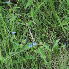 Image result for Commelina zambesica