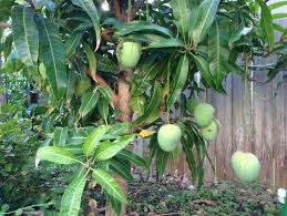 Fruit trees and grapevines for humid climate. Mango Tree In Houston Tx Dwarf Fruit Trees Trees To Plant Mango Tree