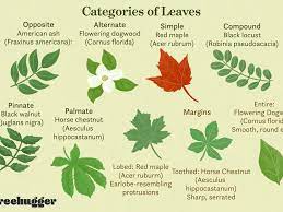 Maybe you would like to learn more about one of these? How To Identify Deciduous Trees By Their Leaves