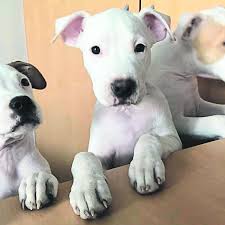 American pitbull puppy pitbull welpen tiere und haustiere ausgestopftes tier. Munchen Junge Kampfhunde Wurden Im Internet Angeboten Munchnerin Lasst Welpen Mafia Auffliegen Stadt