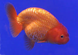Most varieties of fancy goldfish were derived from this simple breed. Ranchu Goldfish Care Guide Varieties Lifespan More With Pictures Pet Keen