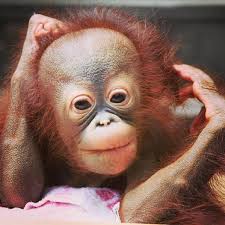 Orangutans Are Endangered And Live In The Rainforests Of Borneo And Sumatra Orangutan Means Person Of The Forest In Mala Orangutan Animal Facts Baby Animals