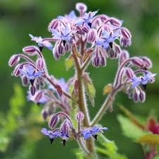 Image result for Borago officinalis