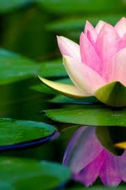 Beautiful lily wallpapers for your android device for free ! Phoneky Lily Hd Wallpapers