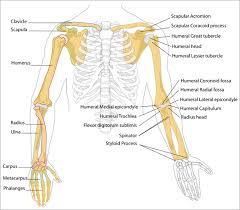 Skeletal System Skeleton Bones Joints Cartilage
