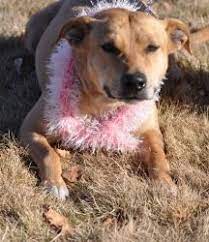 Adopt Daisy Mae On Petfinder Daisy Mae Shelter Dogs Animal Rescue