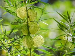 Image result for Gomphocarpus kaessneri