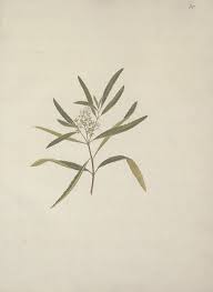 Image result for Nuxia oppositifolia
