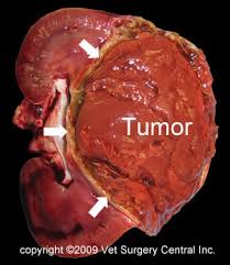 In the past, the classic triad of flank pain, blood in the urine, and a mass in the flank were most common. Animal Surgical Center Of Michigan Veterinarian In Flint Mi