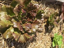 Is azomite same as rock dust? How To Supercharge Your Fruit And Veggie Growth Nourishing Pursuits