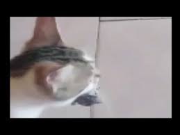 Serceyi Elinden Kaciran Kedi Cilgina Dondu Ganevez Youtube