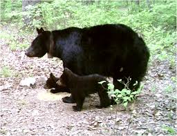 Is the newest culinary creation from chef phil mcdonald and restauranteur dave rauschkolb of bud & alley's fame. Black Bears Our State Mammal Are Returning To Alabama See How These Cubs Will Help Us Bham Now