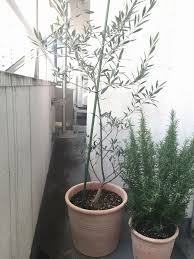 オリーブの植え替え 何の種類か不明 観葉植物ブログ緑組 植物の育て方