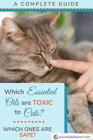 The problem with essential oils are usually seen. Which Essential Oils Are Toxic To Cats Which Ones Are Safe A Complete Guide