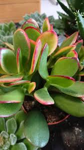 Its scientific name is pothos aurea and is part of the pothos genus. Money Plant Jade Plant Crassula Ovata Guide Our House Plants