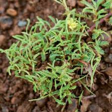 Image result for Chamaecrista mimosoides