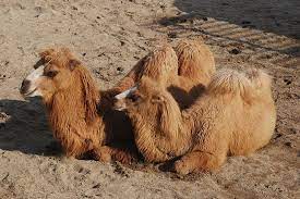 Bactrian camels have two humps; Bactrian Camel Animal Facts Camelus Bactrianus Az Animals