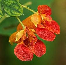Image result for Impatiens zombensis