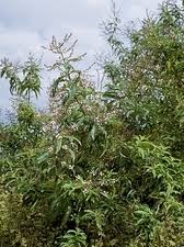 Greek lemon verbena 20g werbena cytrynowa 100% natural lemon verbena herbal tea. Lemon Verbena Aloysia Triphylla Stock Image B800 1861 Science Photo Library