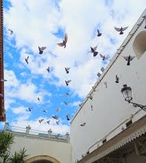 La medina de tunis & bizerte | tunisia vlog #3. Hd Wallpaper Pigeon The Medina Tunis Tunisia Architecture Bird Low Angle View Wallpaper Flare