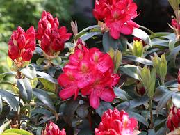 Wann sollte man einen rhododendron pflanzen und wie am besten. Rhododendron Junifeuer Rhododendron Hybride Junifeuer Baumschule Horstmann